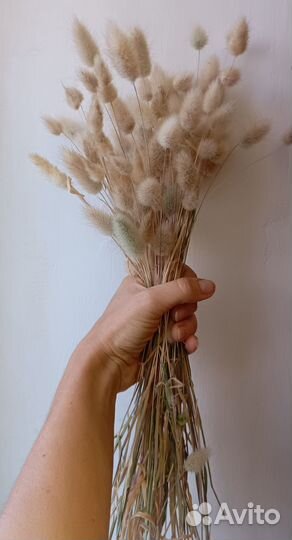 Сухоцвет лагурус