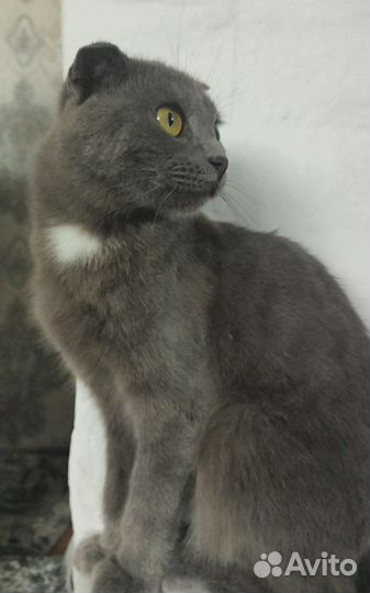 Кот веслауха