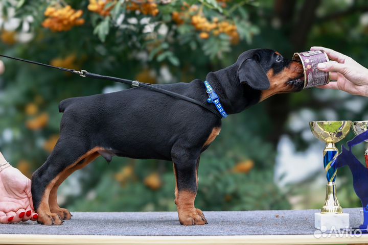 Щенки Добермана Документы РКФ