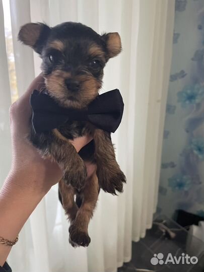 Йоркширский терьер