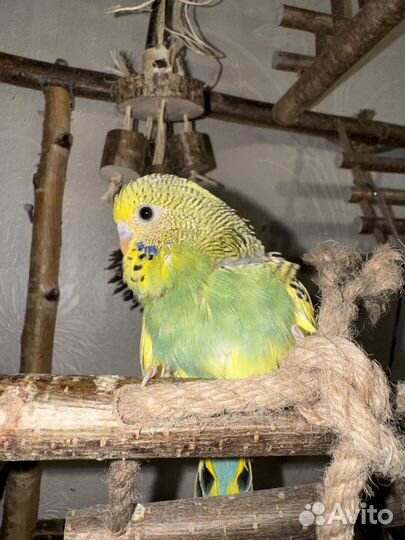 Птенцы Выставочного Волнистого попугая чех