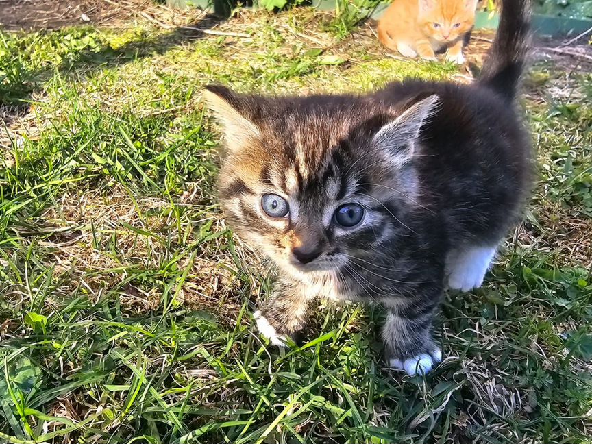 Котята в добрые руки