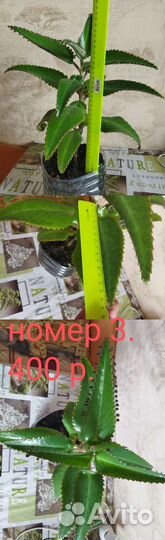 Каланхоэ лечебное