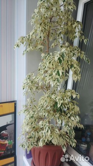 Фикус бенджамина старлайт