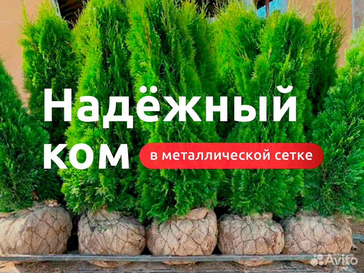 Туя западная оптом