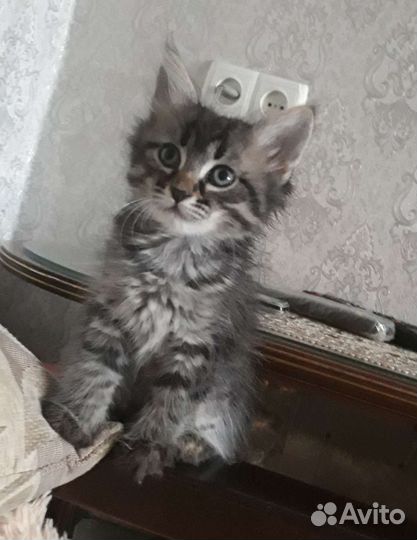 Сибирский котенок девочка 2 месяца