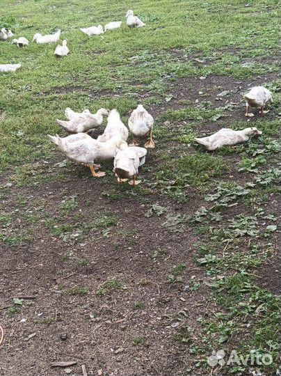 Мясо менее жирной утки Мулард(без запаха)