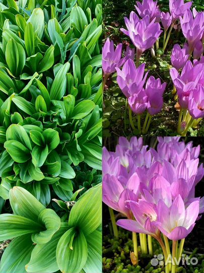 Безвременник