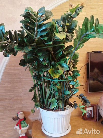 Замиокулькас