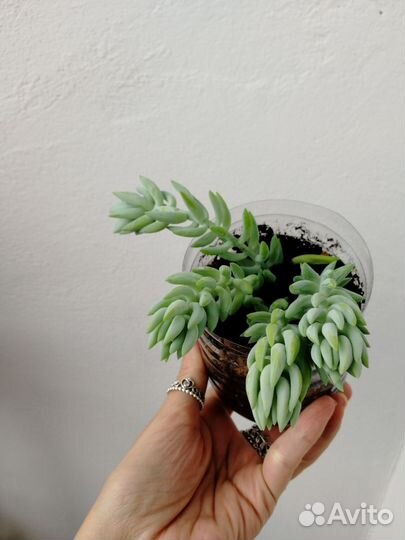 Очиток моргана