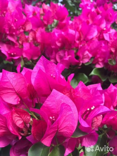 Бугенвиллея