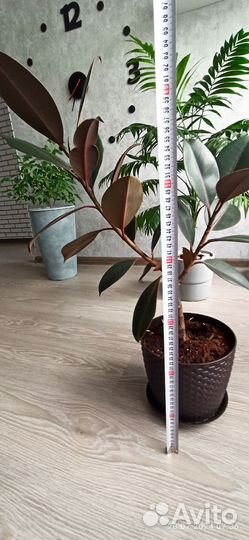 Фикус каучуконосный