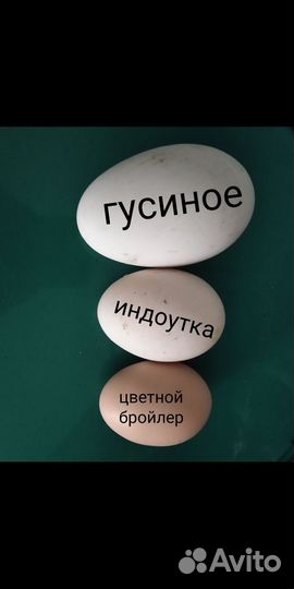 Инкубационное яйцо