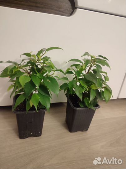 Фикус бенджамина