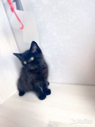 Кошечка в дар