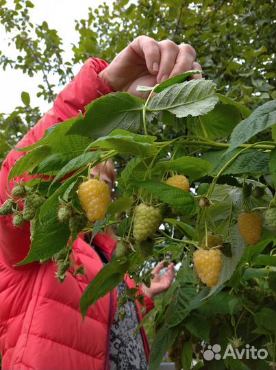 Малина (Карамелька, Нижегородец, Желтый Гигант)