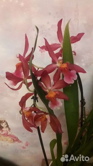 Деленка. Ароматная Камбрия