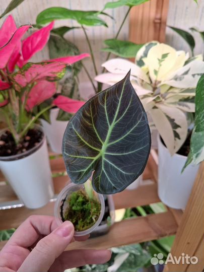 Алоказия регал шилдс