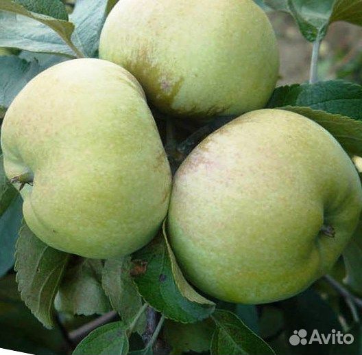 Яблоки домашние