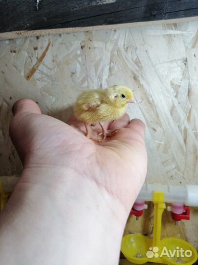 Перепела суточные