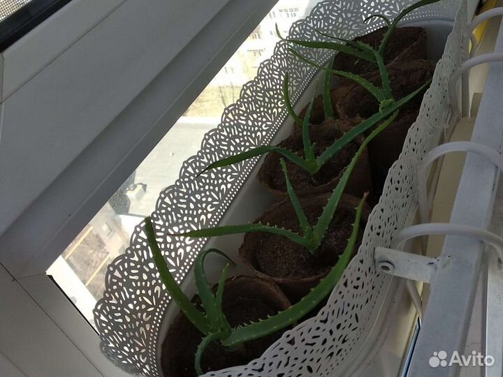 Алоэ лечебное древовидное