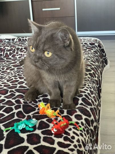 Молодая кошечка