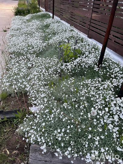 Ясколка многолетняя почвопокровник