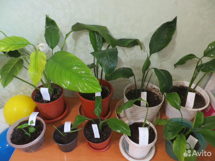Продам спатифиллумы и др.комн.растения