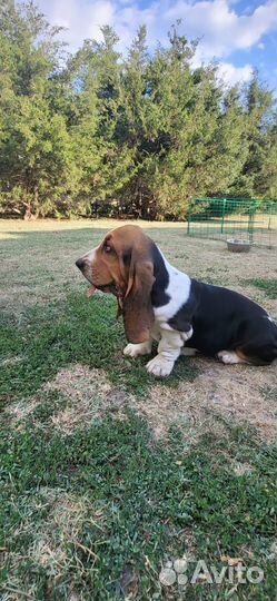 Щенки бассета