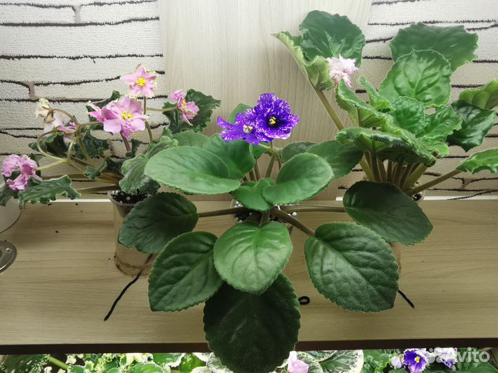 Сортовые фиалки