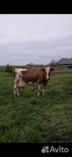 Корова высокоудойная