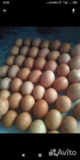 Яйцо домашнее