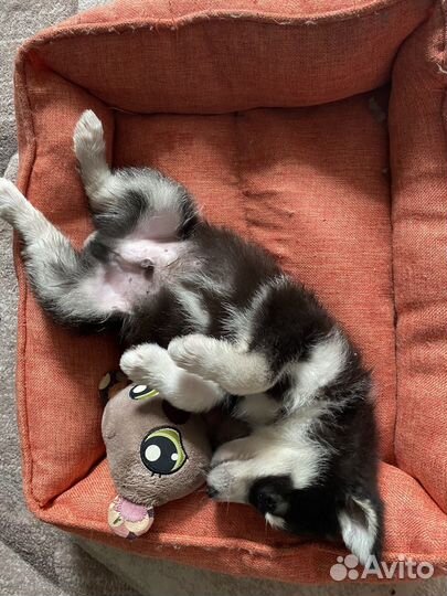 Сибирский хаски