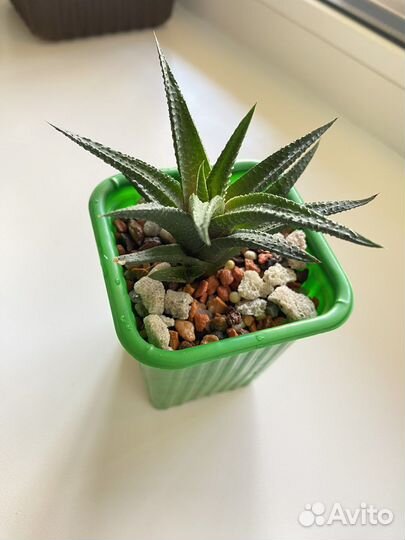 Комнатные растения. Хавортия лимифолия