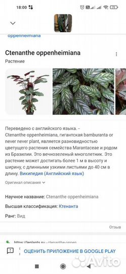 Ктенанта