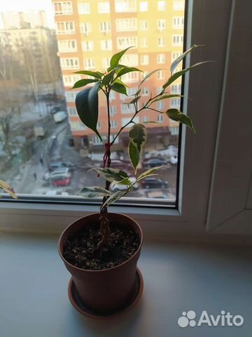 Фикус бенджамина