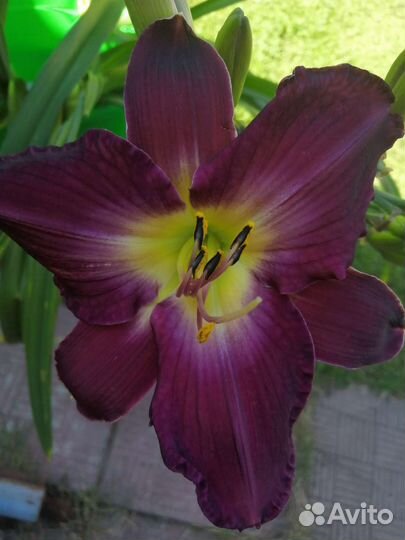 Цветы многолетние