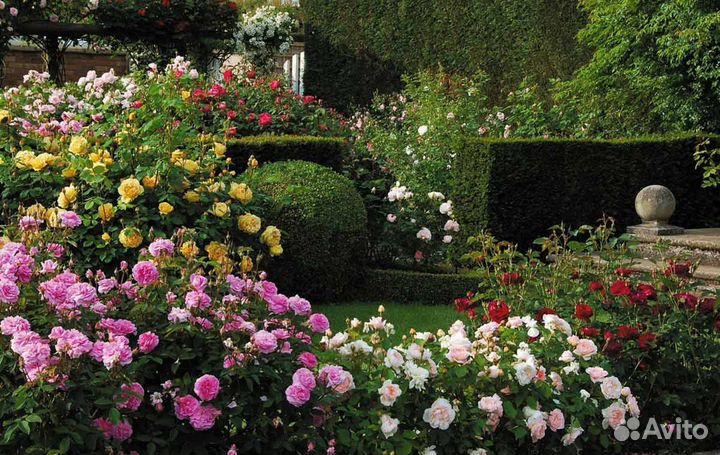 Розы Кустовая, Парковая, Плетущаяся