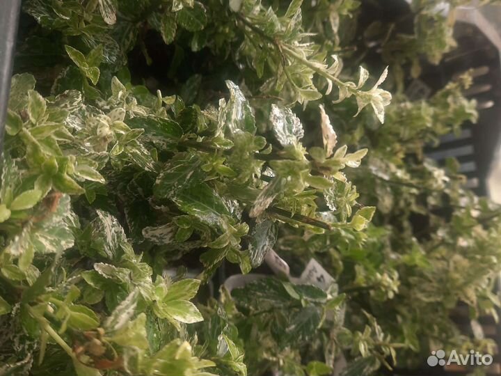 Бересклет форчуна