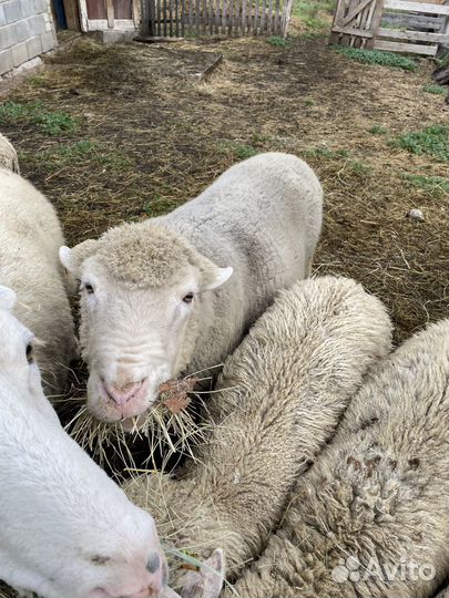 Овцы куйбышевской породы