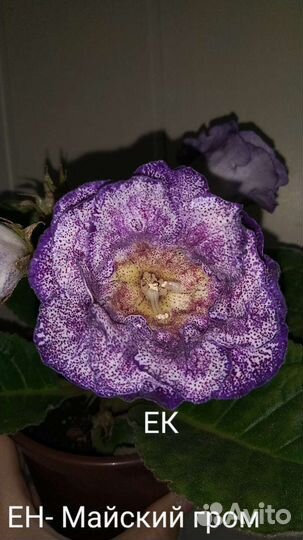 Глоксиния махровая листья