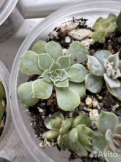 Суккулент Echeveria Sky Rose