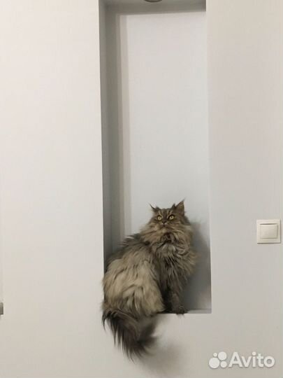 Кошачья шерсть