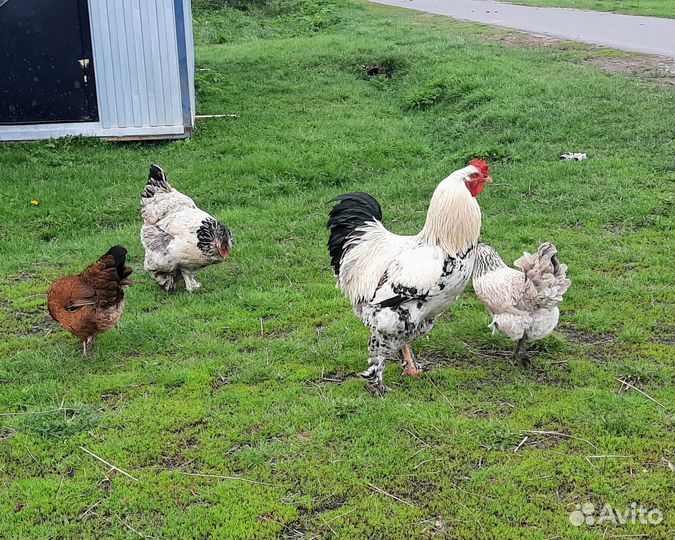 Домашние куриные яйца