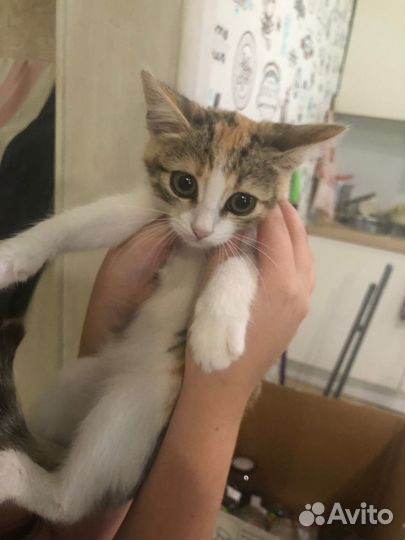 Котенок