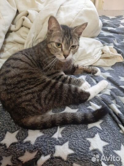 Хорошая Кошка