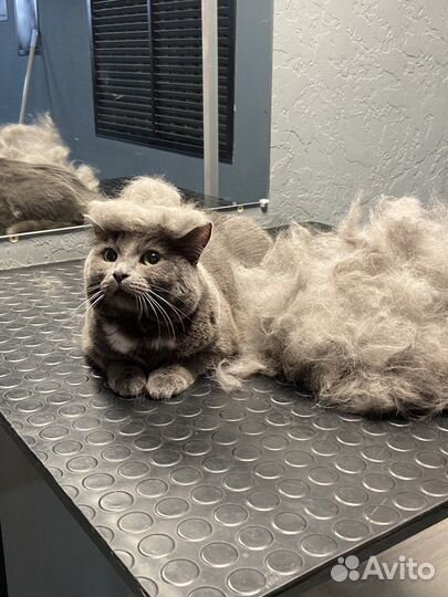 Груминг, вычес, стрижка кошек