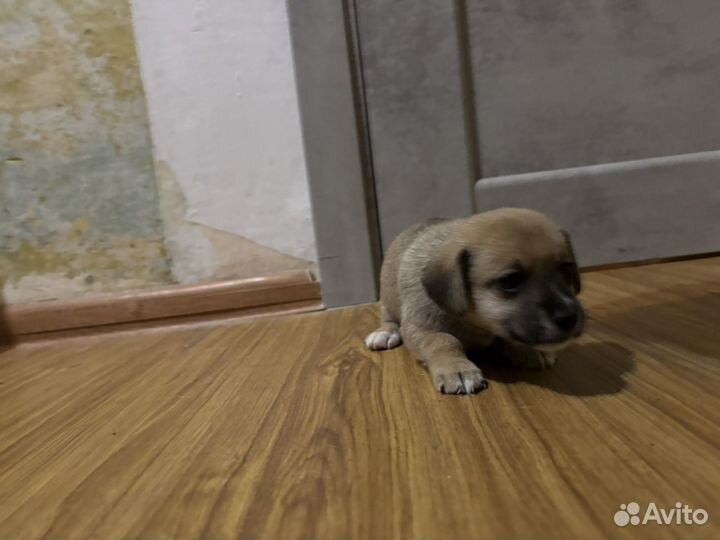 Щенки джек рассел терьер