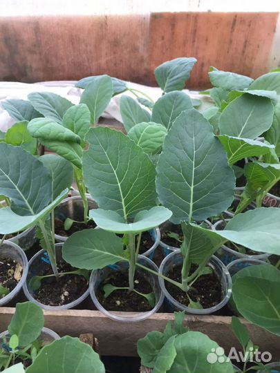 Капуста скороспелка, брокколи, цветная