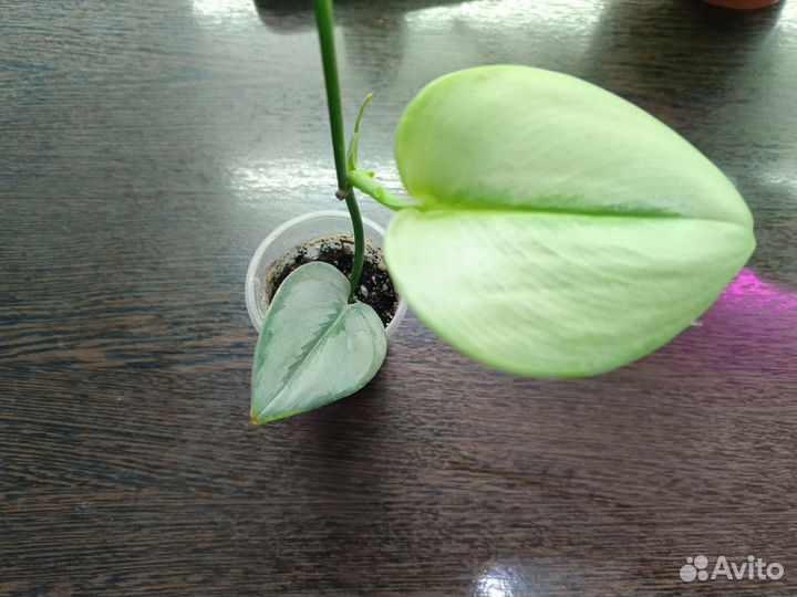 Сциндапсусы 5 видов